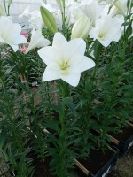 [4108 Global Arena Mak No21.JPG]